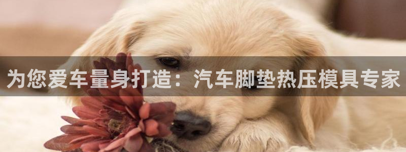 易倍单词官方网站的