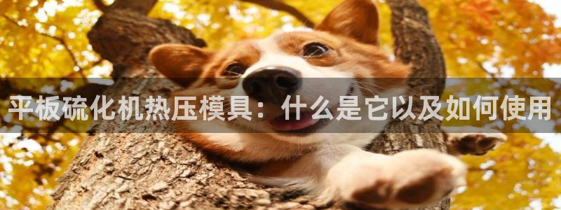 易倍网络技术有限公司官网